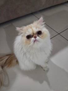 Persian 