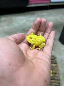 Pacman Frog