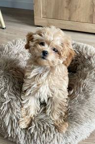 N4981 Pure Maltipoo Round Face Puppy Baby Dog