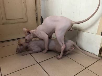 Sphynx Sepasang