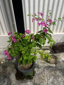 Bougainvillea