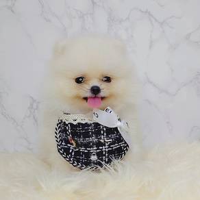 Pomeranian