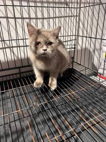 British Shorthair Lilac