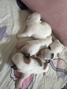 shitzu puppy 🐶