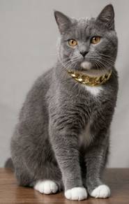 Pure British Shorthair (BSH)