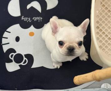 French Bulldog
