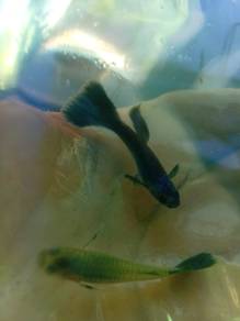Guppy Black Mosco gred