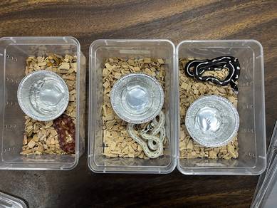 ular corn snake harga lelong