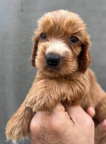 ENGLISH COCKER SPANIEL PUPPIES C38🌻 Male-Female
