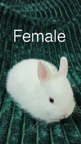 Netherlands Drawf Rabbit Babies 