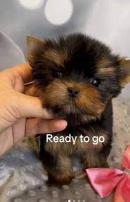 Tiny teacup lovely Yorkies available today