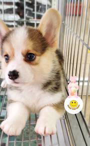 GGT-66 welsh Corgi tri color puppies