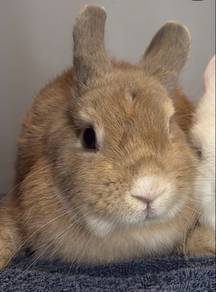 arnab netherland dwarf