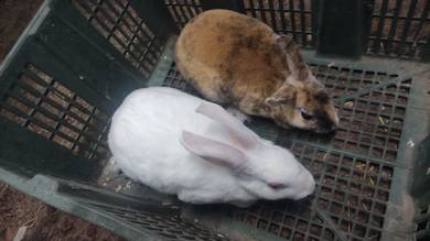 Arnab Minirex Carpet