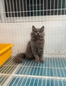 Kucing BLH kelabu