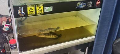aquarium 2kaki setangah 