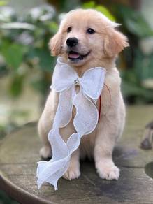 golden retriever puppies 10