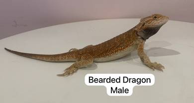 Bearded Dragon Untuk Dijual !!