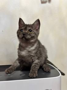 BSH Mix Kitten