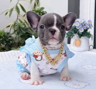 FRENCH BULLDOG PUPPIES 7S77 🌻 Available Male