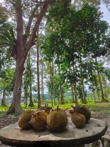 Agricultural Land in Kuala Ketil, KDH