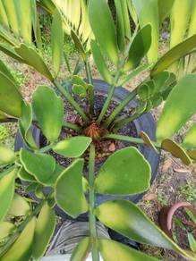 pokok hiasan