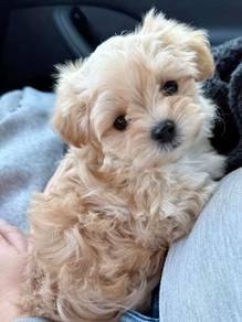 G792 Enchanting Maltipoo Maltise Poodle  Baby Pupp