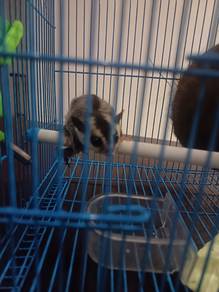 Sugar Glider (Bocil)