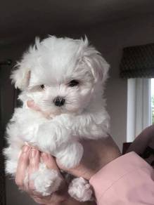 F8550 Waggy Maltese Cute Long Hair Puppy Dog