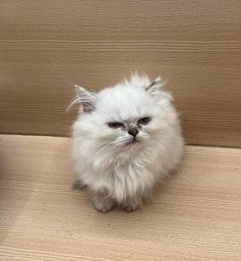 Munchkin Untuk Dijual !!