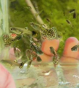 Leopard Guppy
