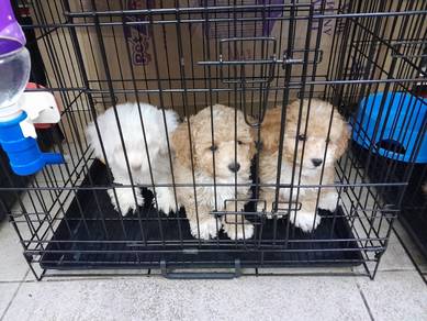 Maltipoo 