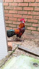 ayam hutan