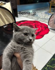 bsh
