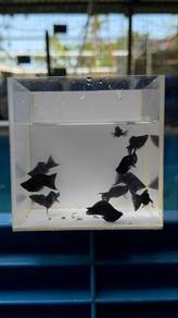 molly fish