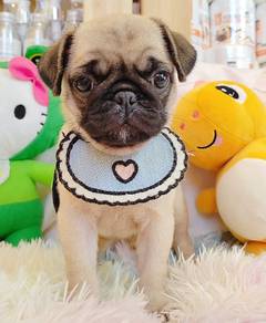 Pug