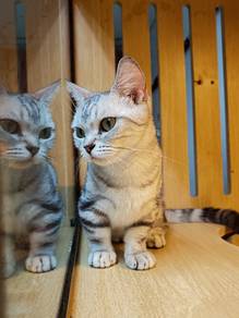 American Shorthair Munchkin Imported China female