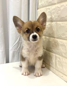 J0479 Corgi Fox Cub Puppy