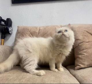 kucing