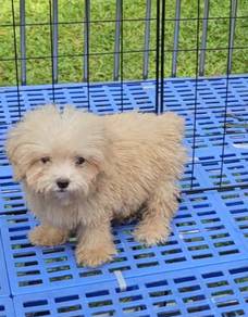 Toy Poodle Puppy