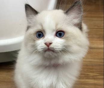 Ragdoll female kitten for sale
