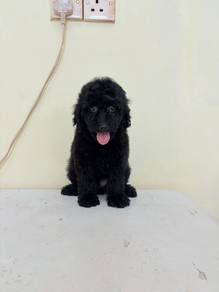 Maltipoo