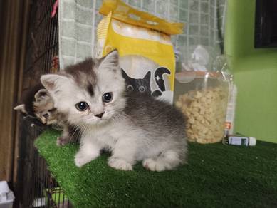 Silver Shaded Munhckin Female 