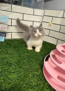 Bicolour Minuet kitten