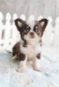 CHIHUAHUA PUPPIES VIP210🌷Head Apple Cute Dog