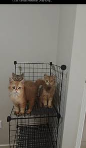 British Longhair Kittens for Sale
