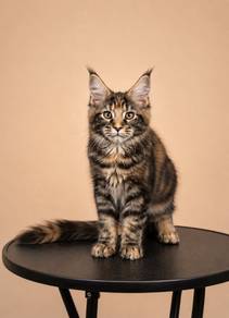 Mainecoon Tortoiseshell
