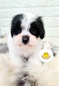 GRR9993 Toy Poodle bi color CUTE puppies