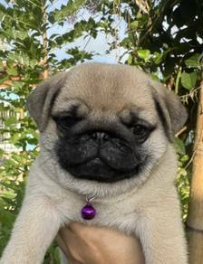 pug puppies 1
