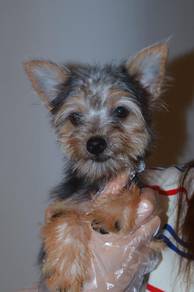 E47 Fluffy Silkese Puppy